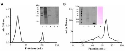 JcTI-I: a novel trypsin inhibitor from Jatropha curcas seed cake with potential for bacterial infection treatment